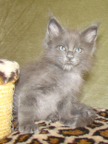 ���� ��� ������� ��������� Catsvill County!  ���� ����! ������ ������ ���� ���! ���� ��� ������ ������ � ����� ����!!! �������� ���� ����� Catsvill County +7-926-544-74-09  ���� ��� �������� ������. ���� ��� ������, ���� ��� �������, ���� ��� ������,  ���� ��� ����, ���� ��� ��������, ���� ����,  ������ ������ ���� ���,  ������ ����-����, ����� ������� ������ �����, ����� ����� ������!